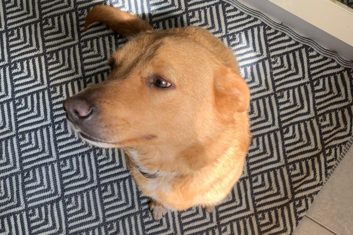 Daphne