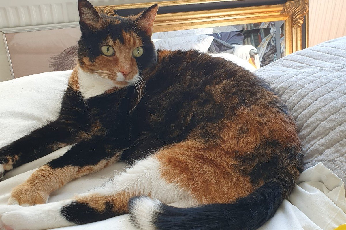 Jolie