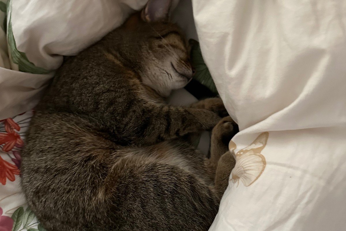 Tijger