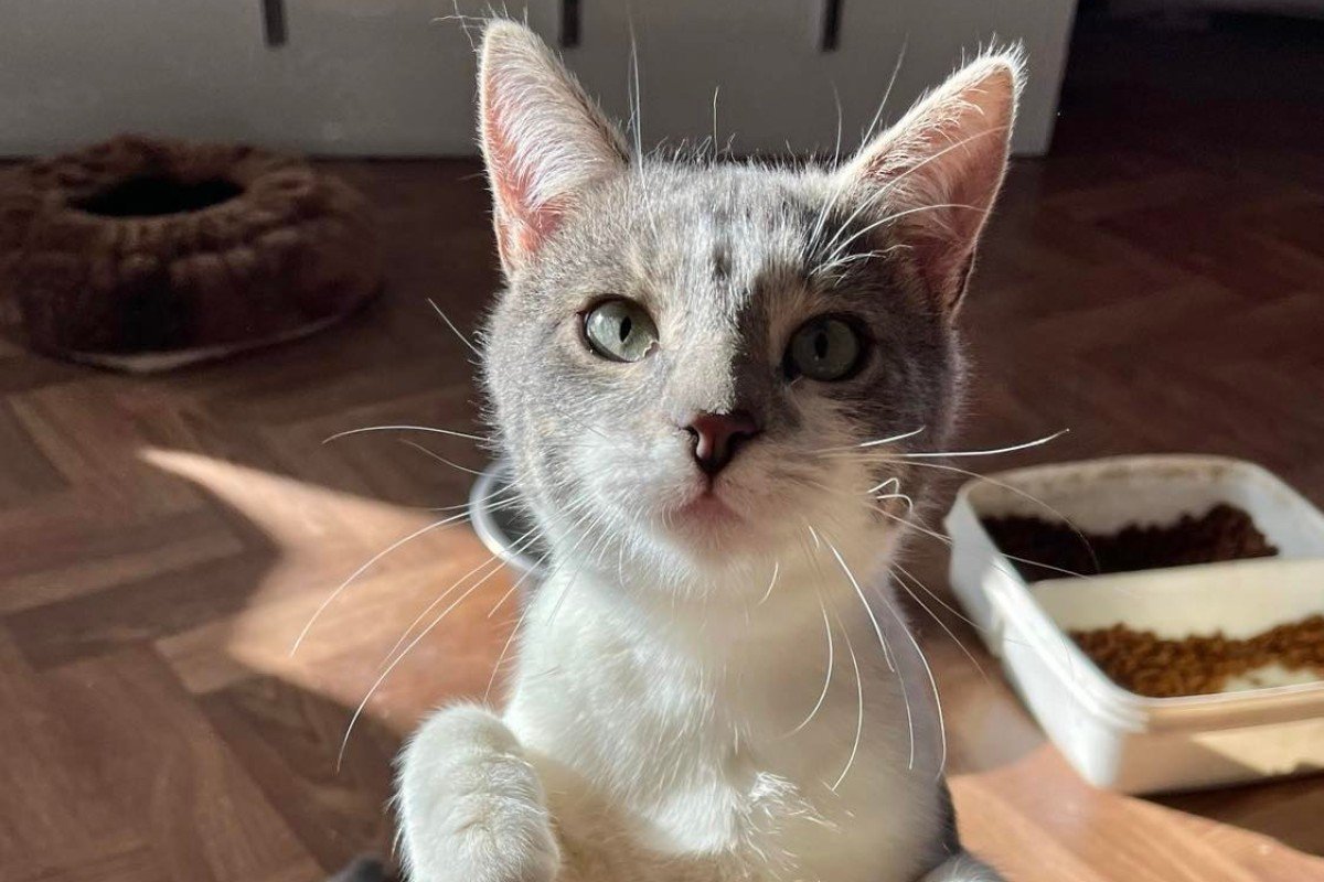 Dougie