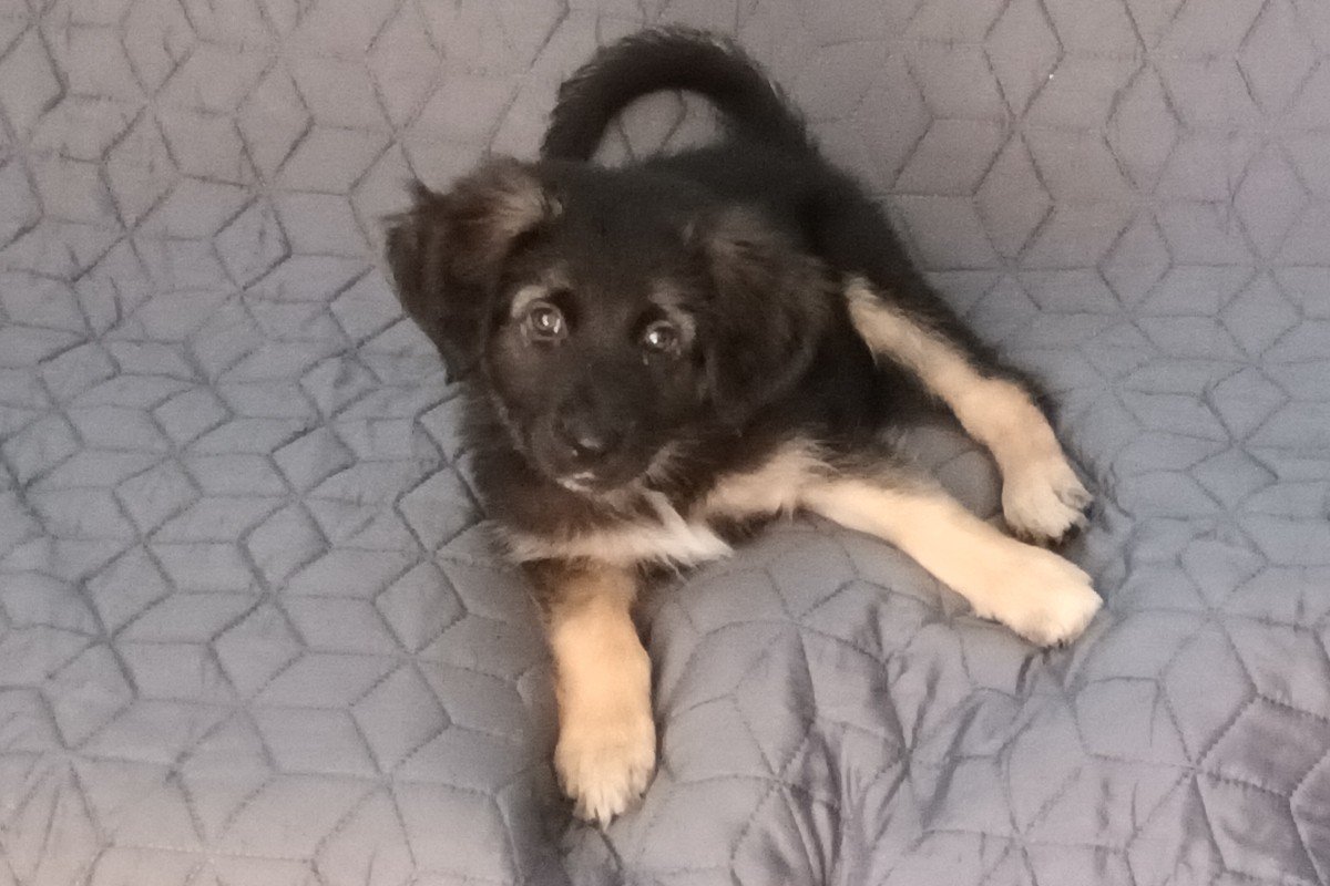 Pip