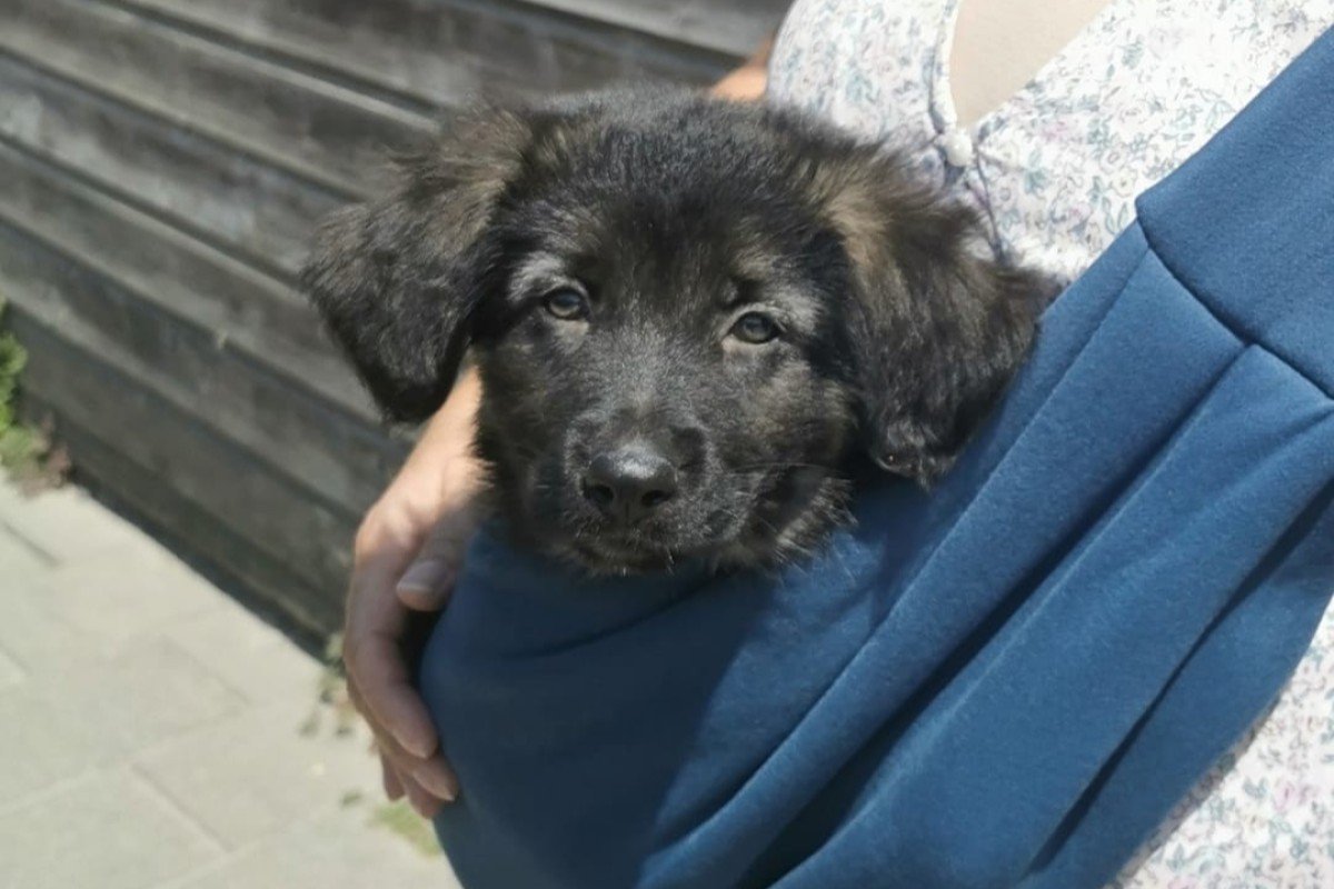 Pip