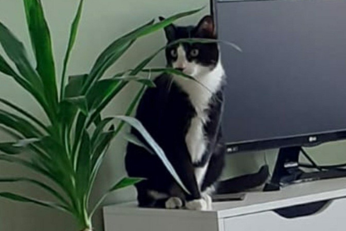 Leo