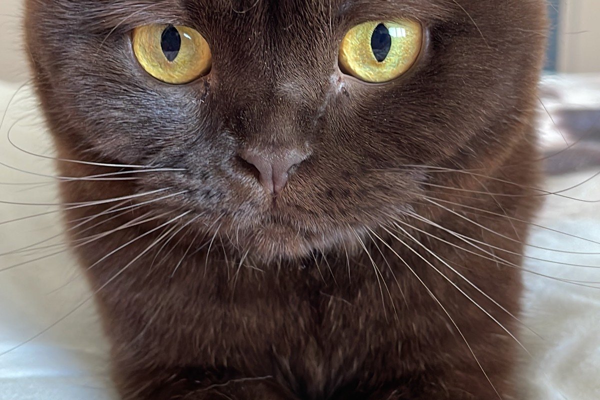 Loulou