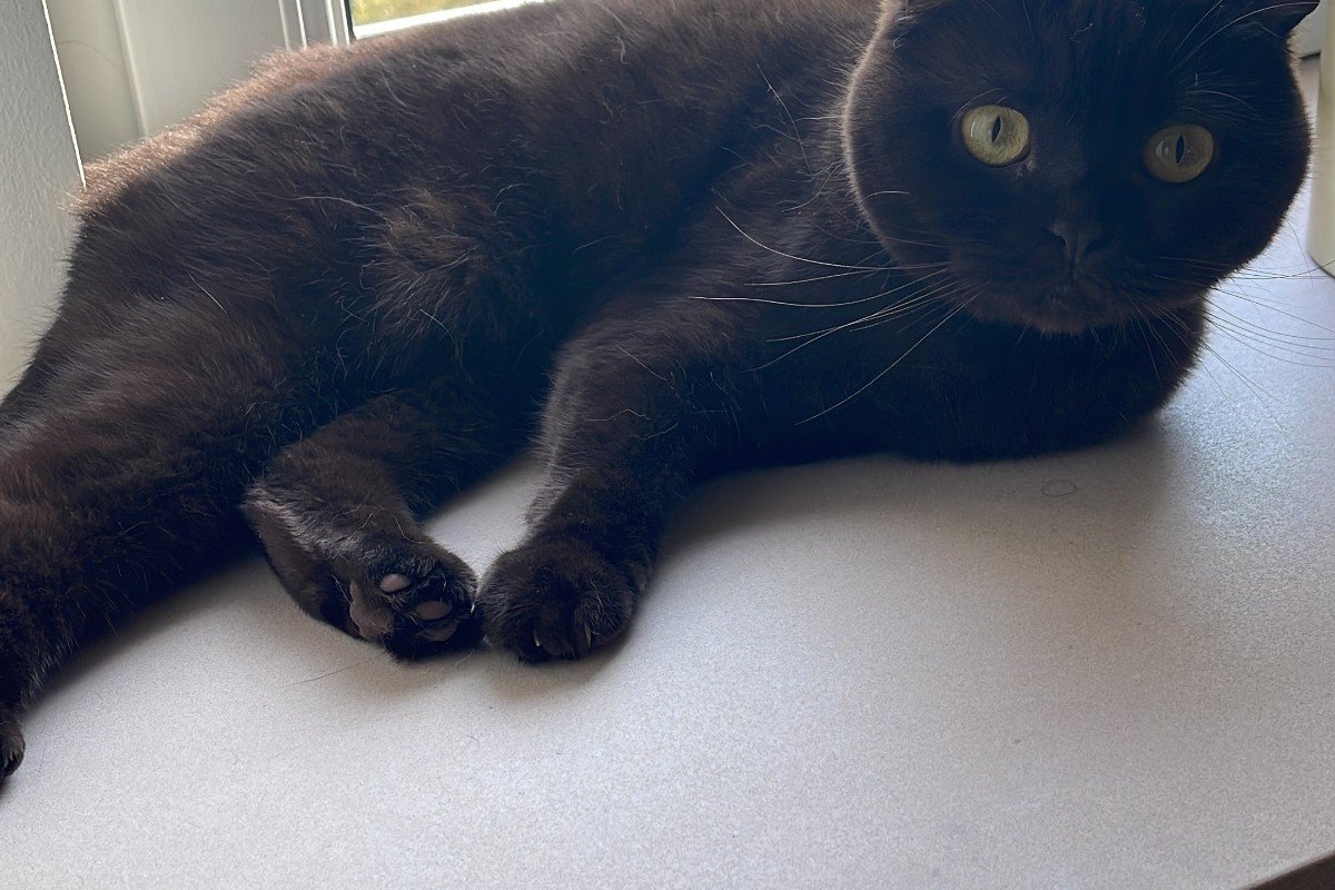 Loulou