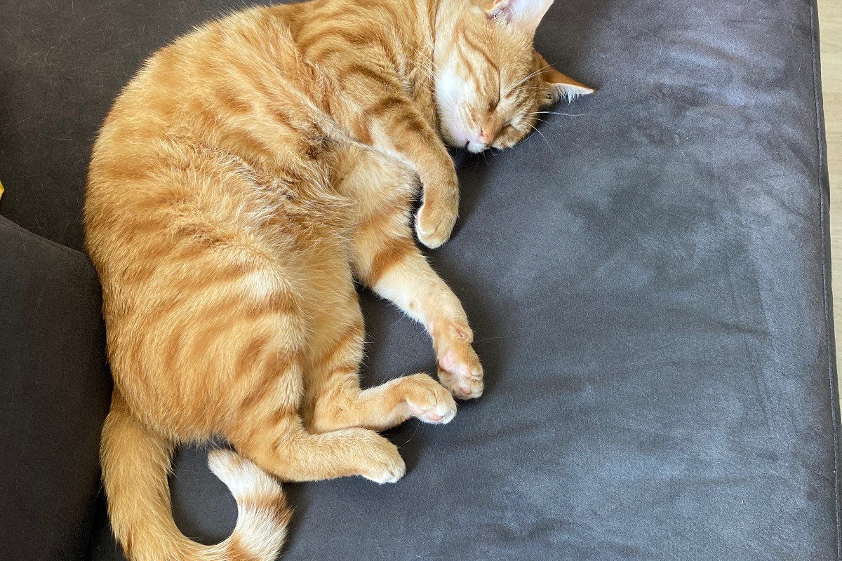 Garfield