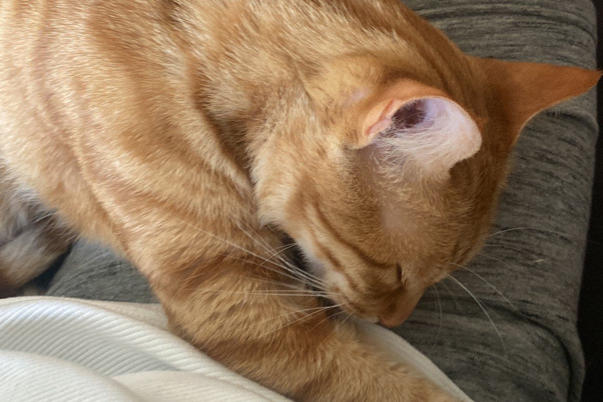 Garfield