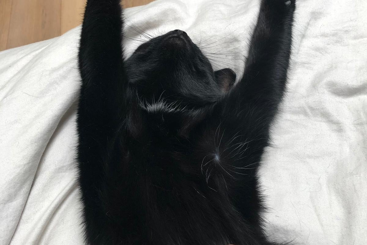 Poes