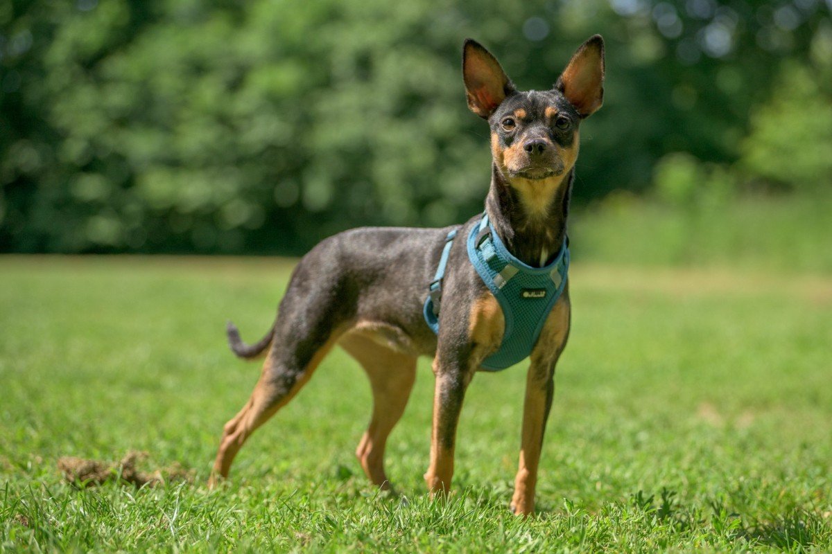 Zoë