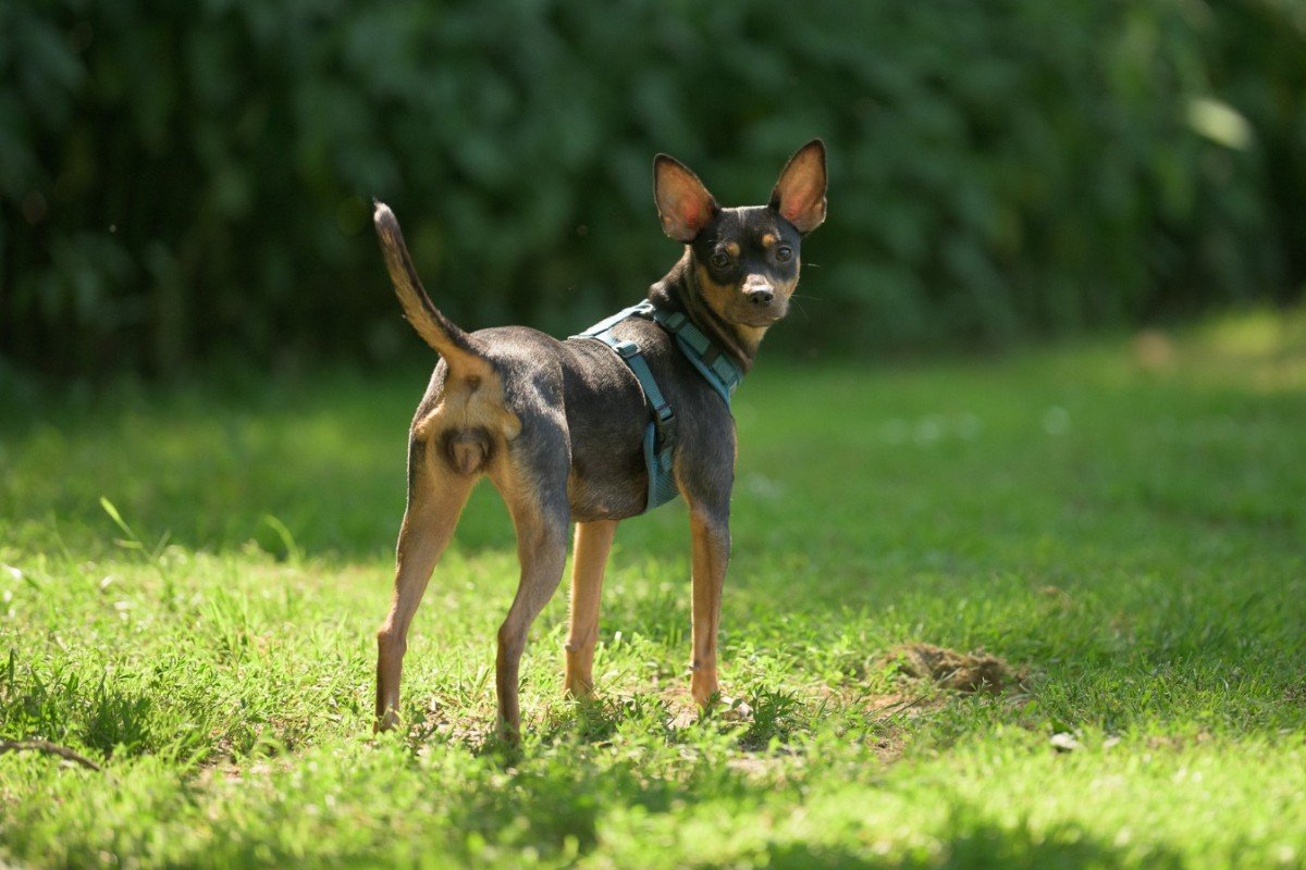 Zoë
