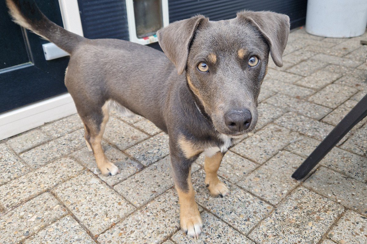 Bram