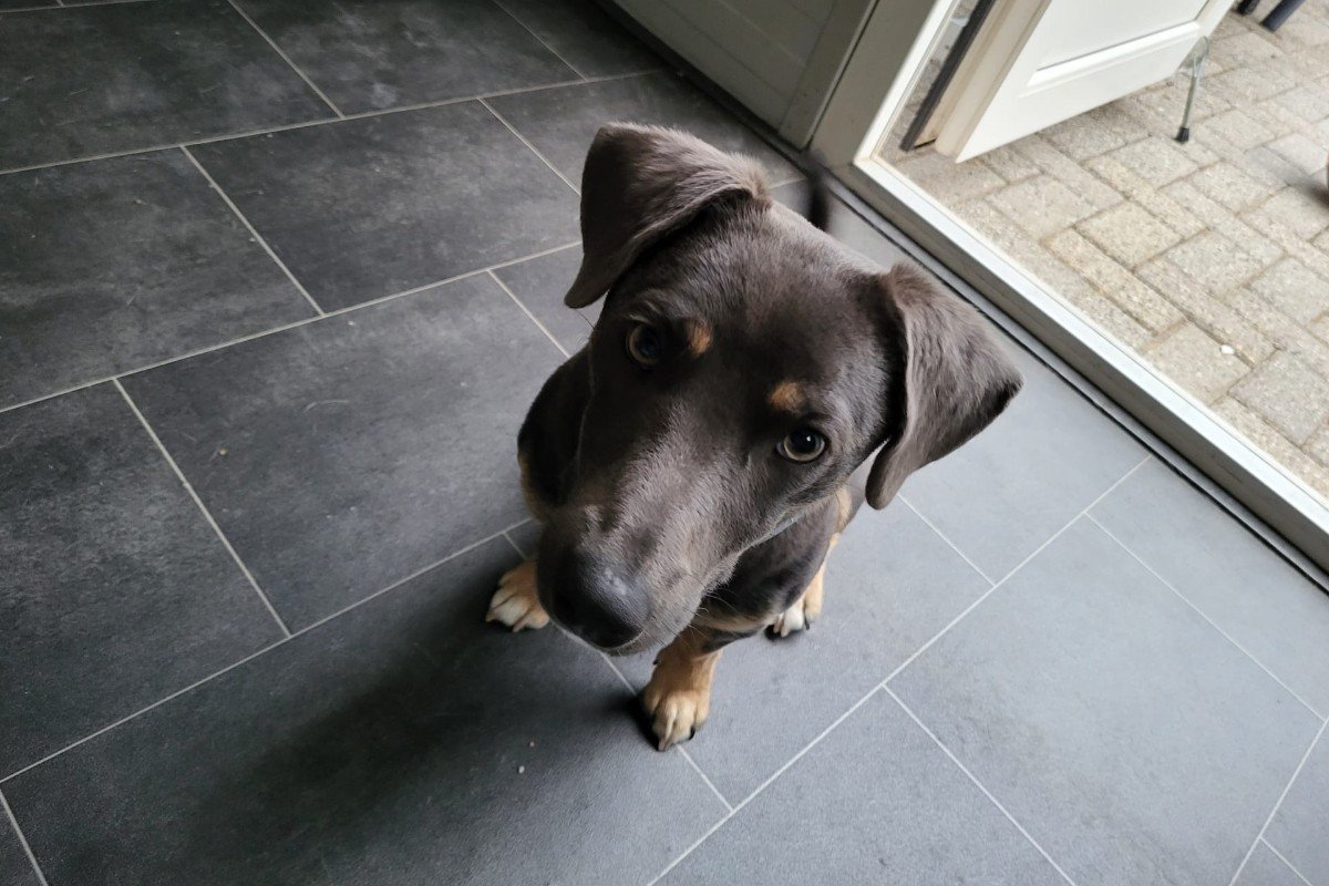 Bram