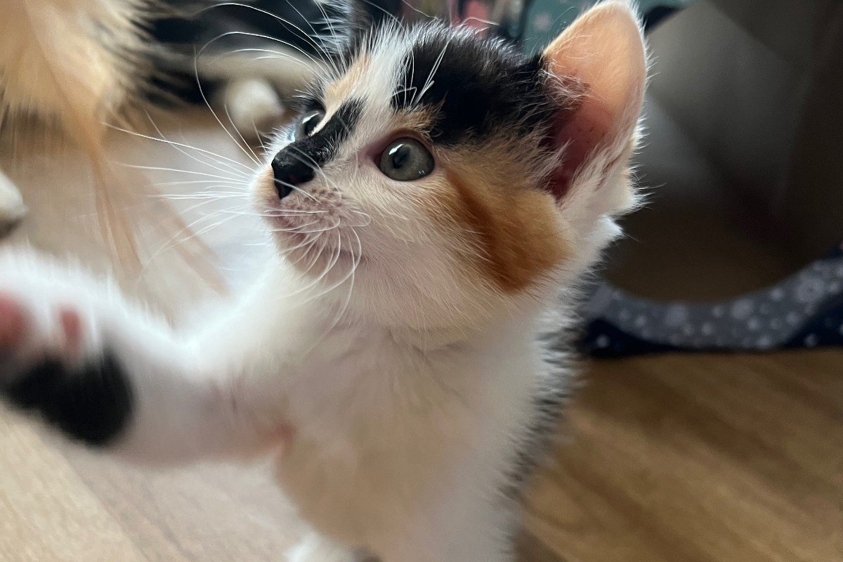 Millie
