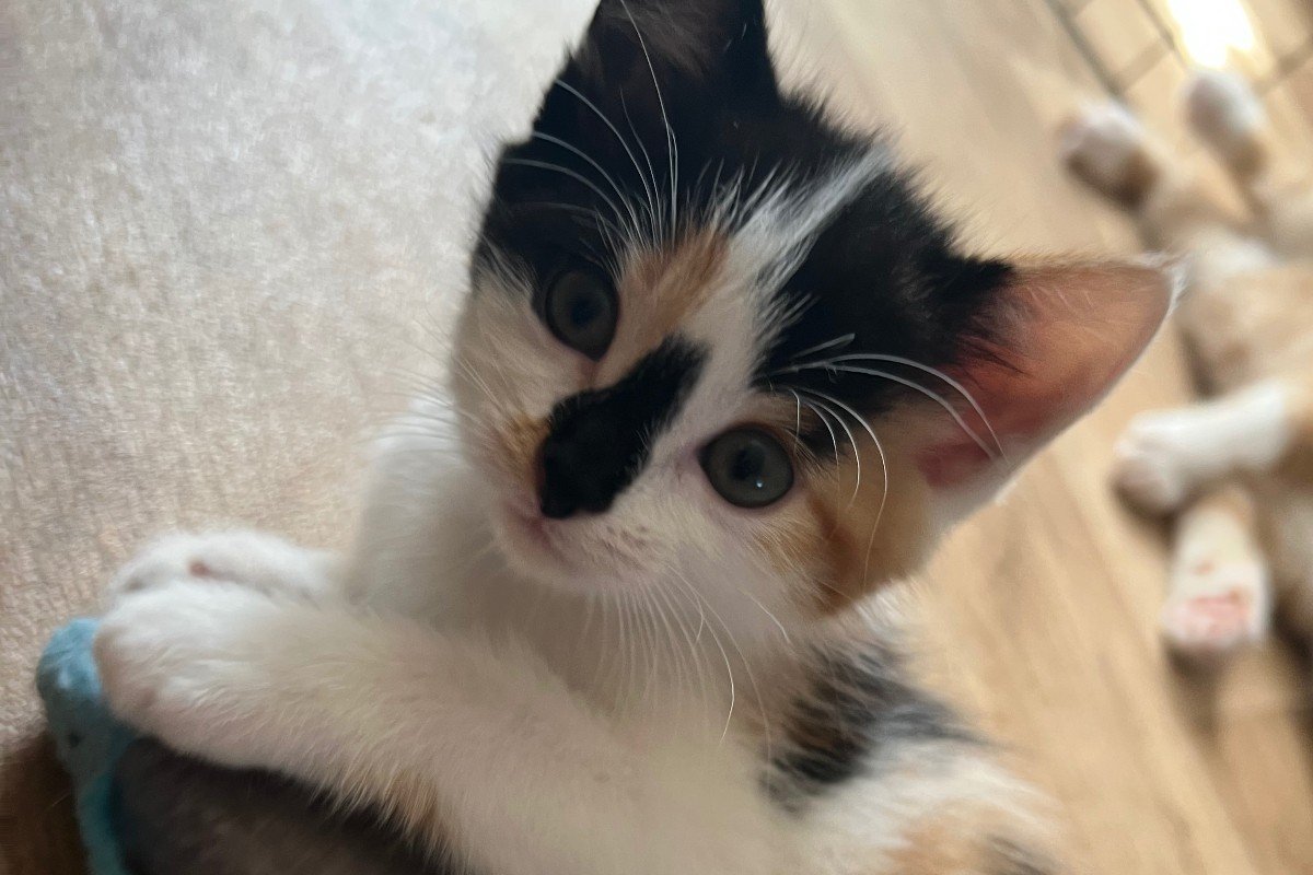 Millie