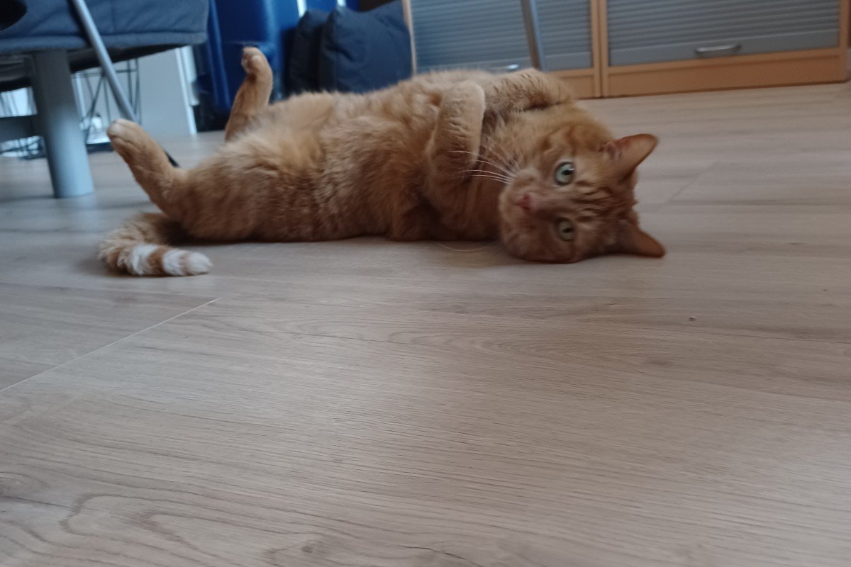 Simba