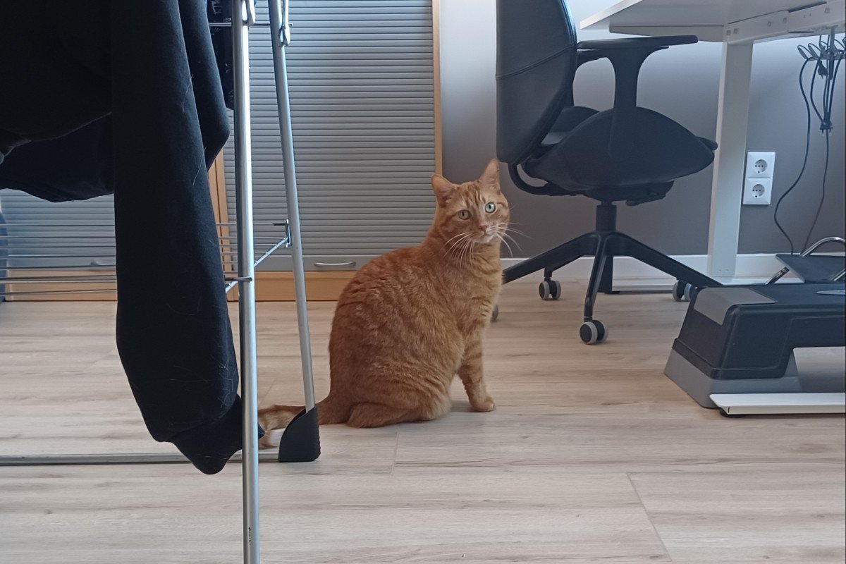Simba