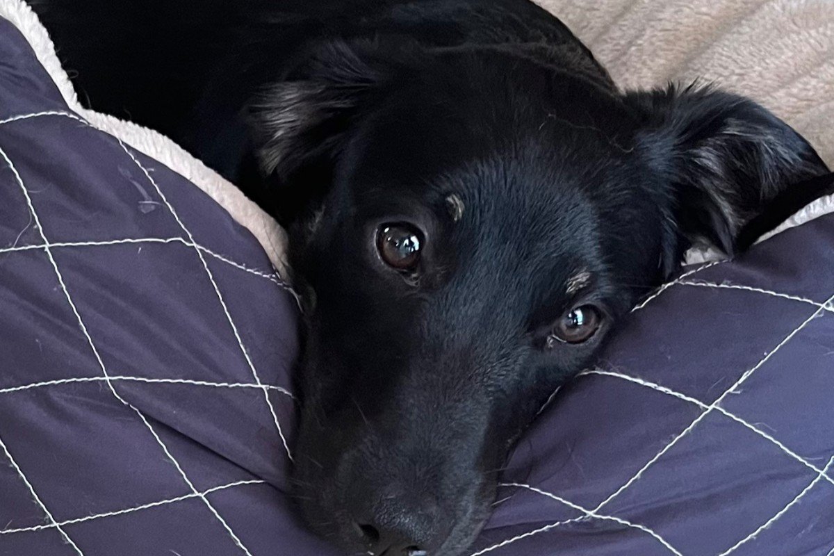 Ralu