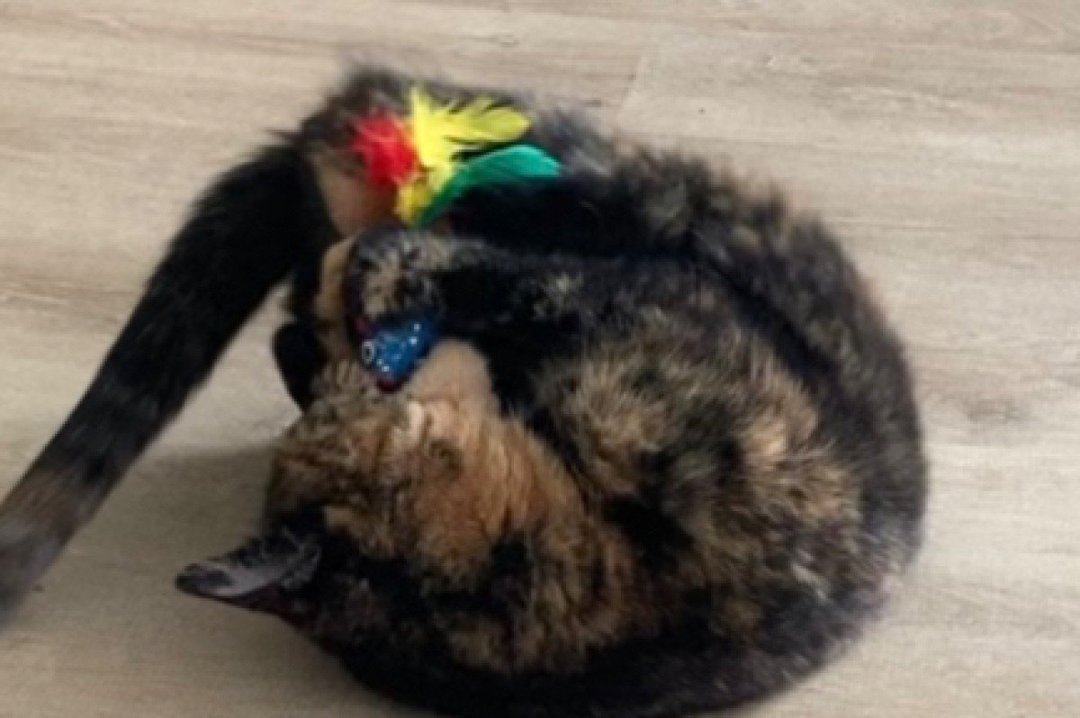 Poes Pukkie