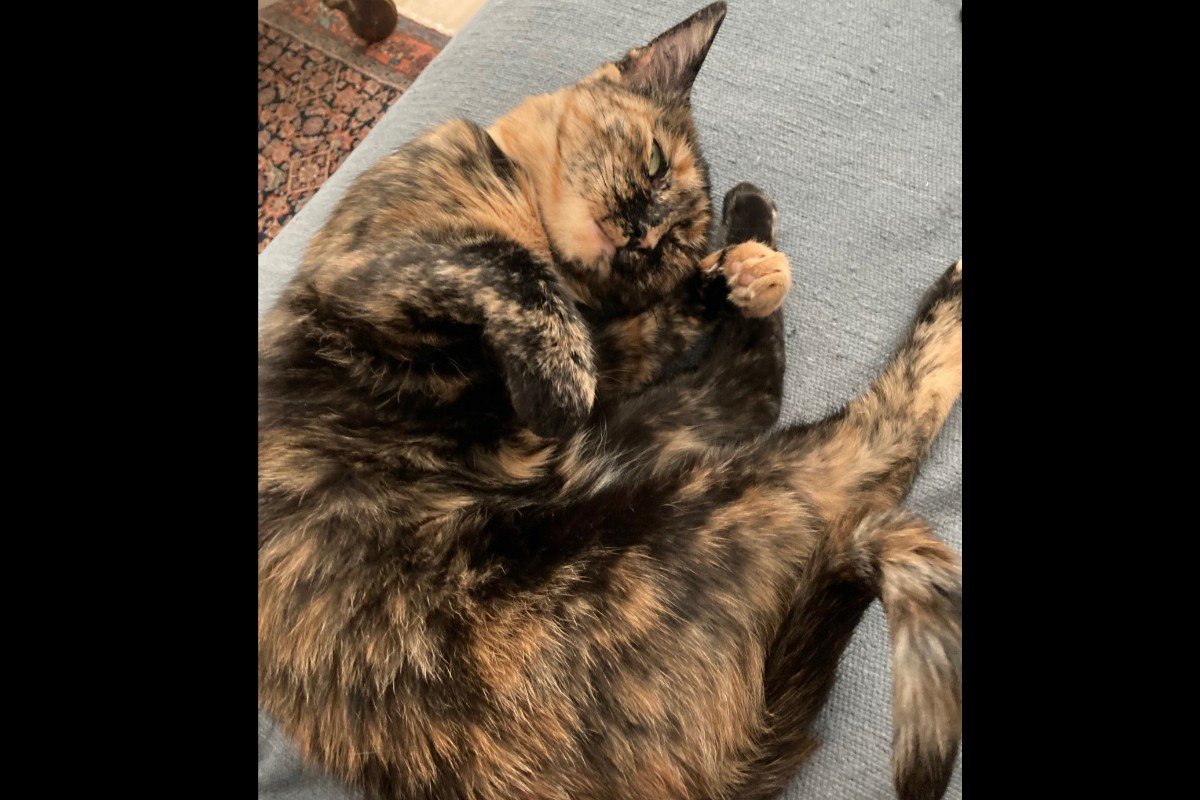 Poes Pukkie