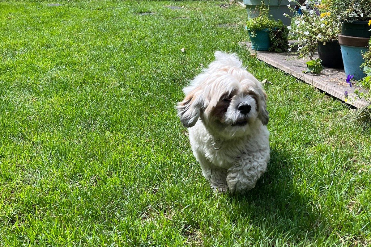 Max