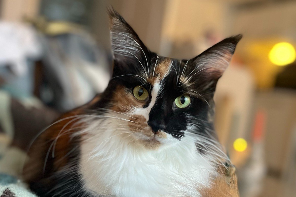 Lou