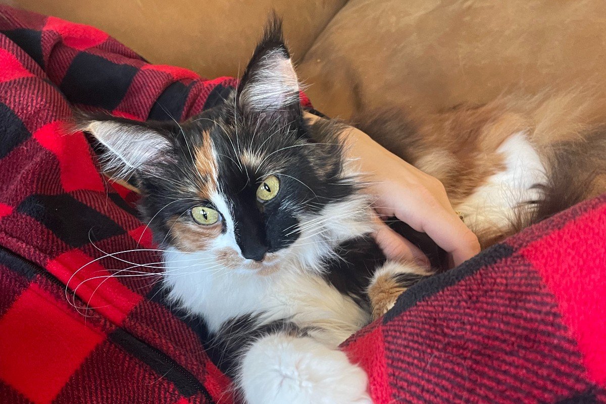 Lou