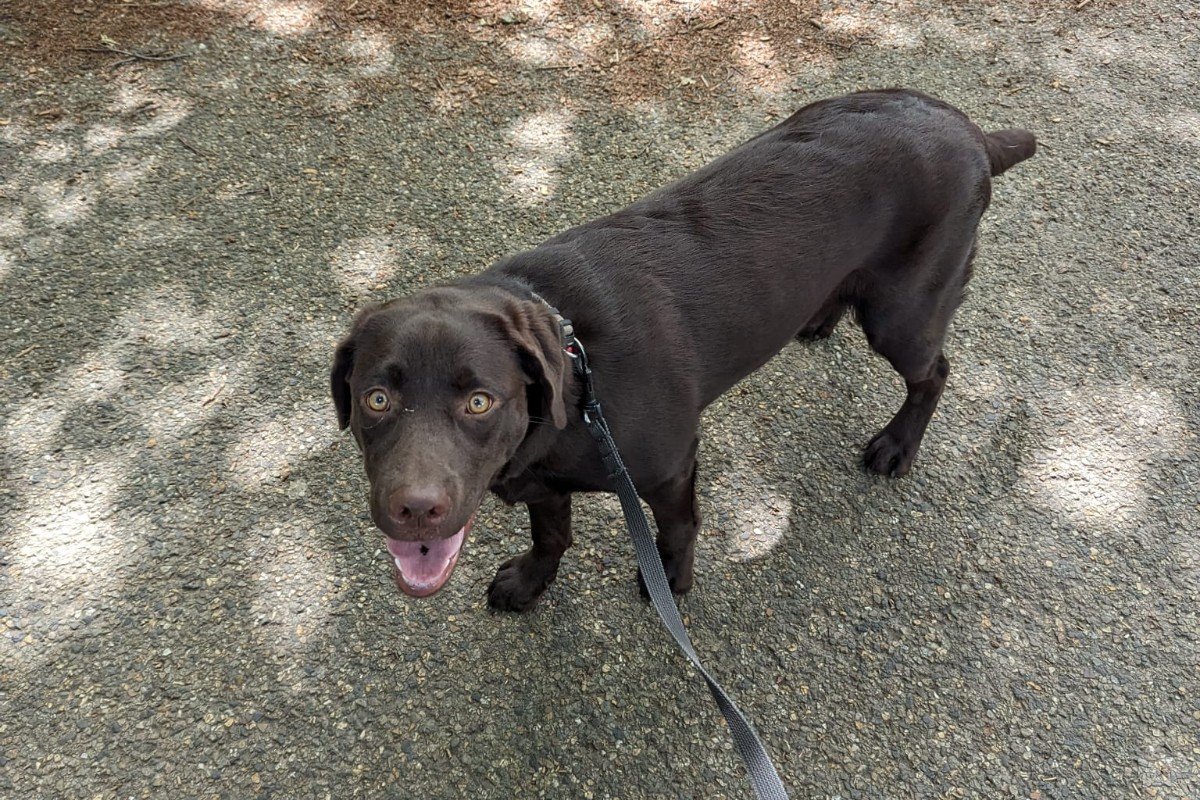 Nova