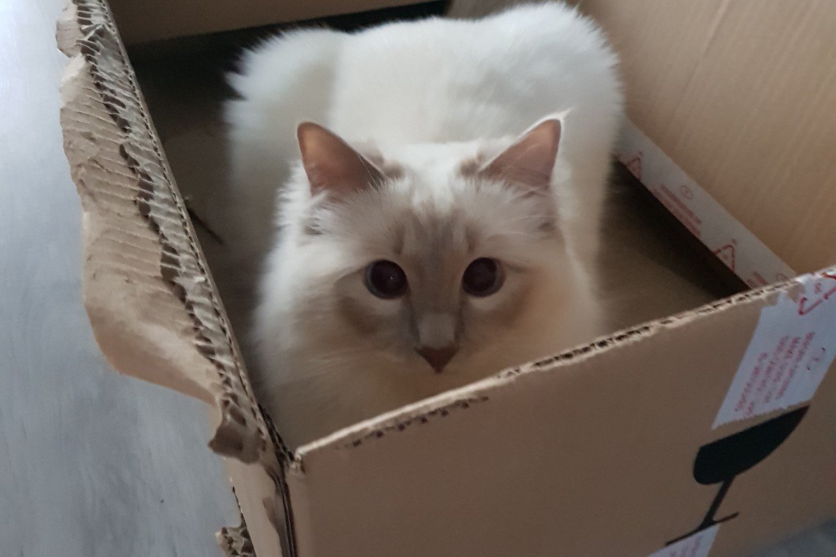 Gizmo