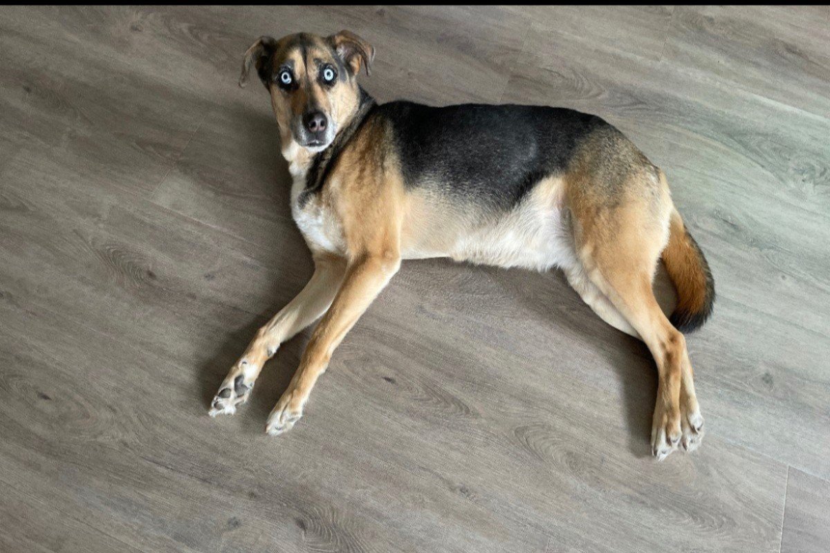 Bo