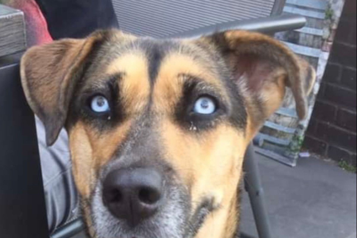 Bo