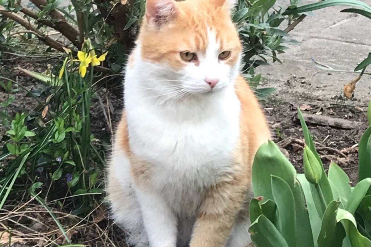 Ginger