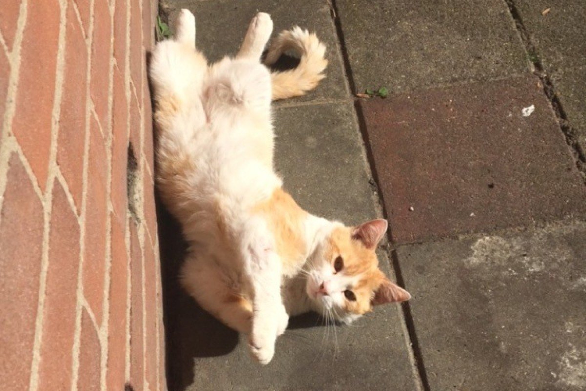 Ginger