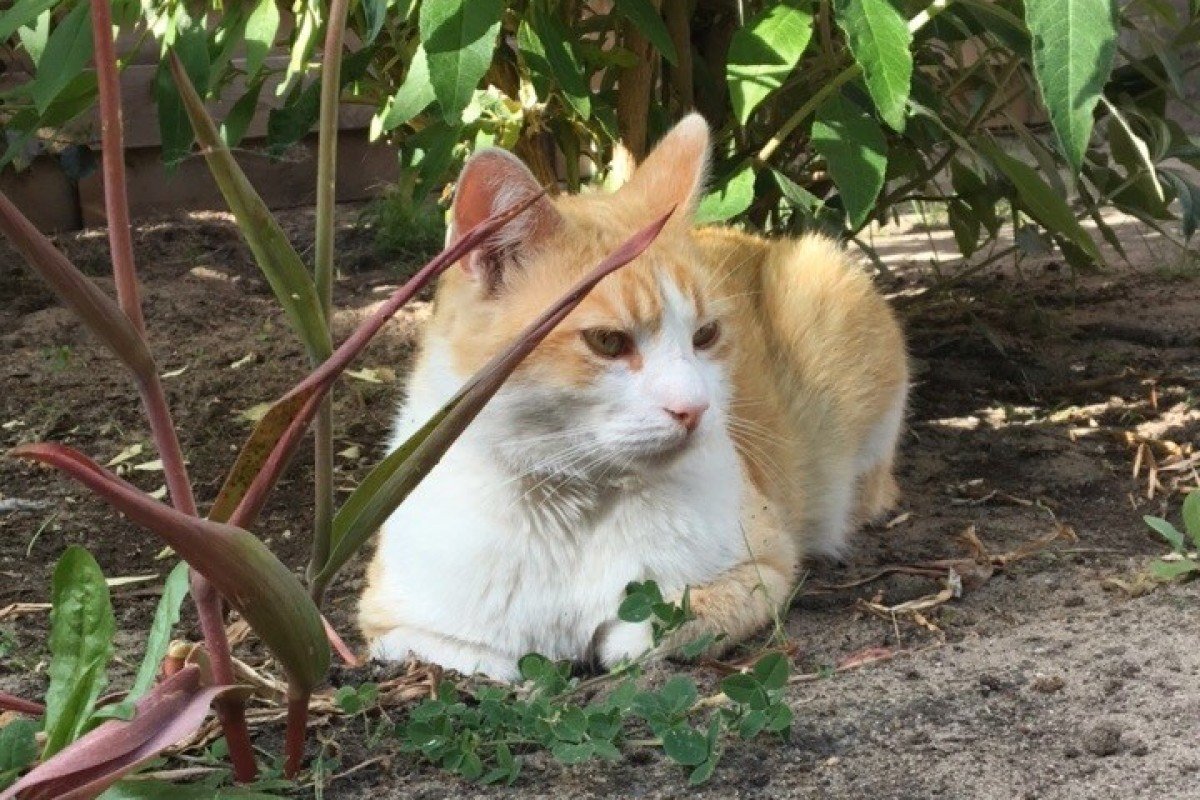 Ginger