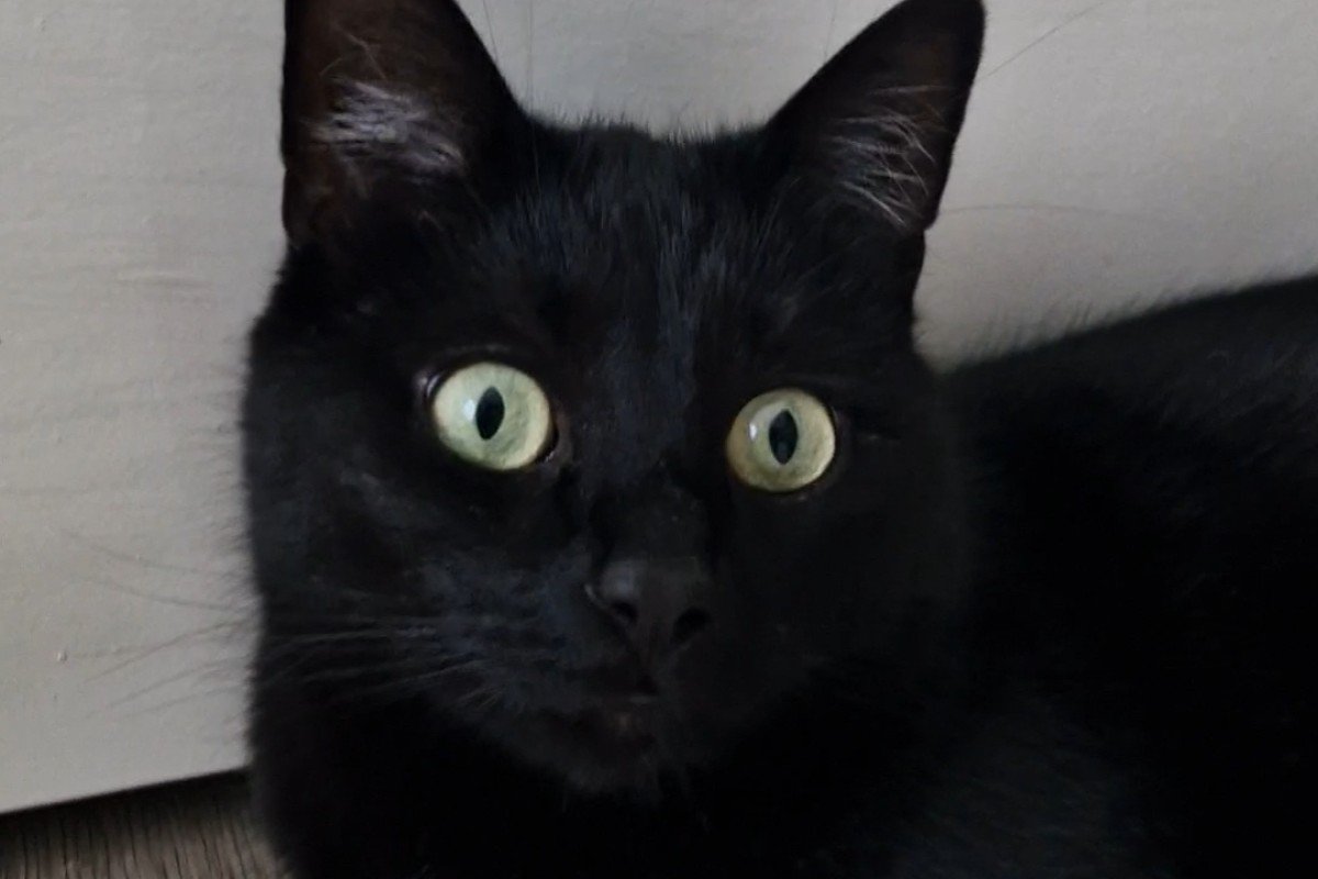 Blacky