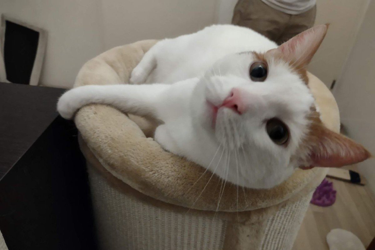 Mochi