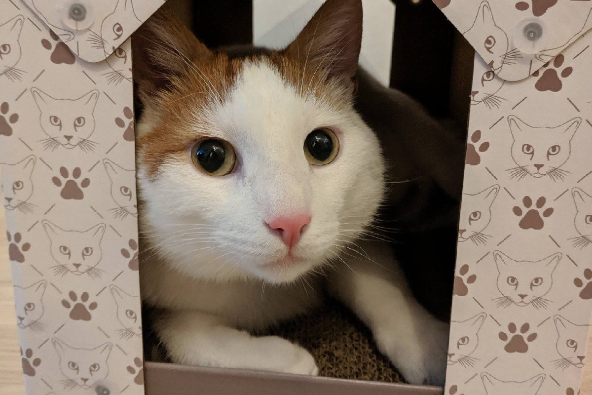 Mochi