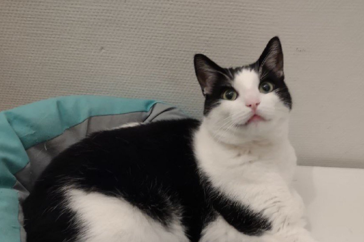 Ushi