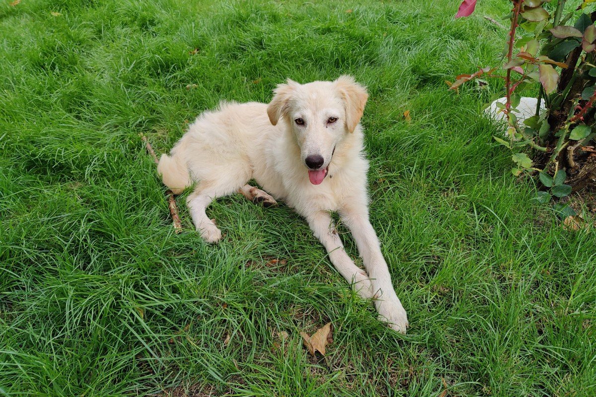 Isabella