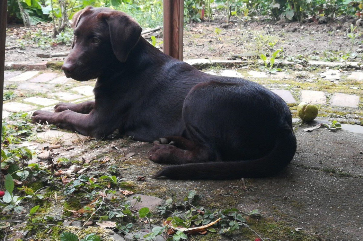 Teddy