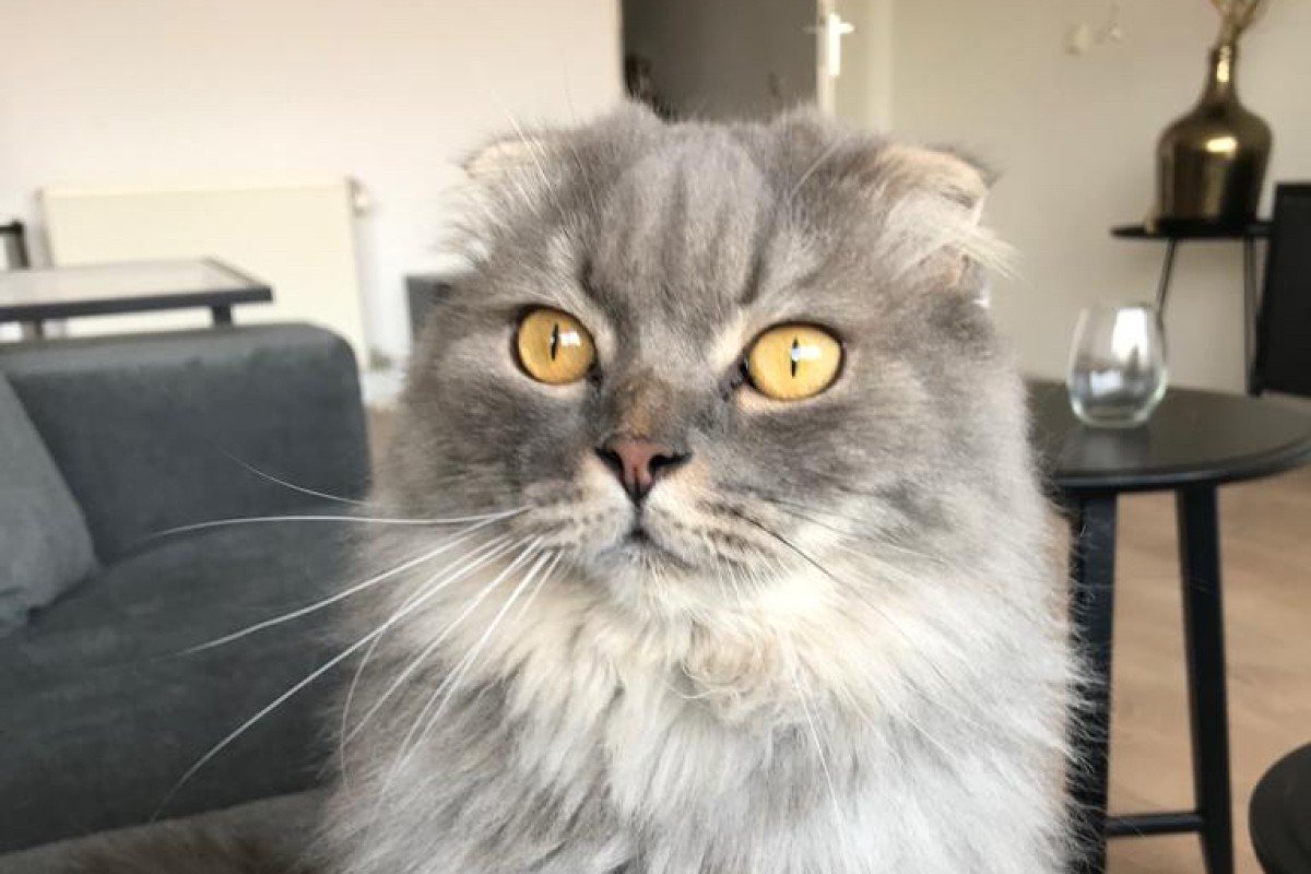 Bowie
