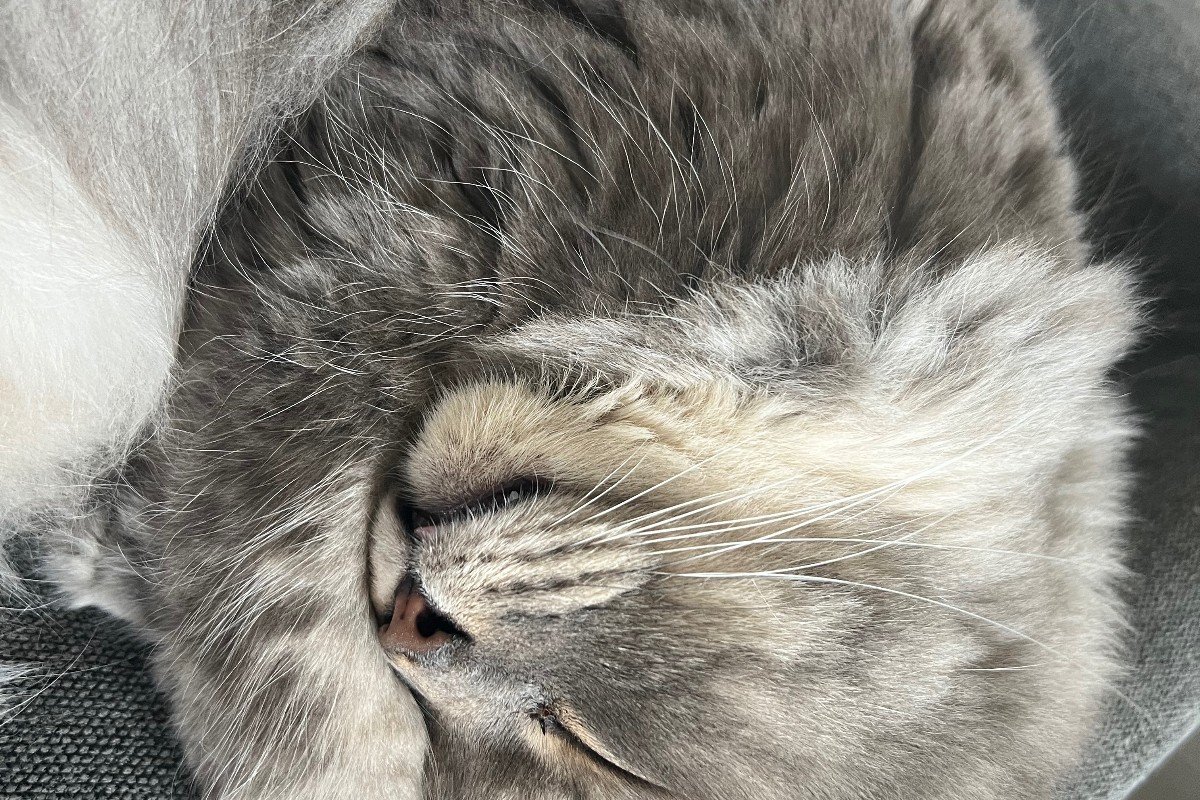 Bowie
