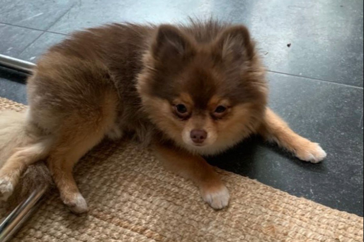 Teddy