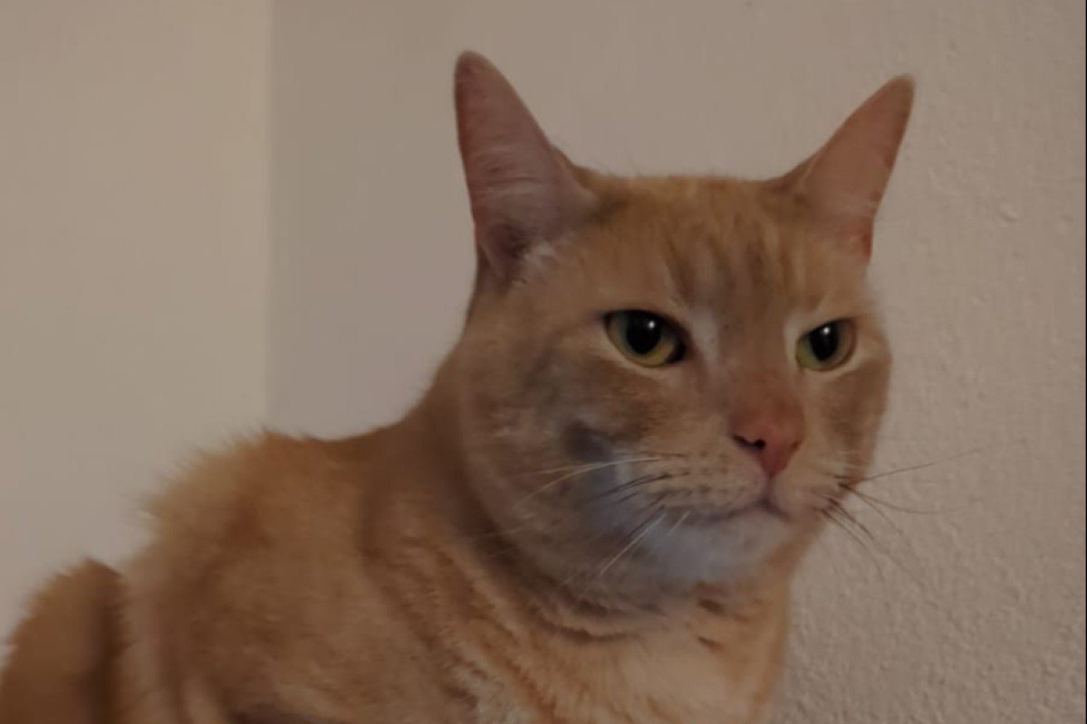 Rafael