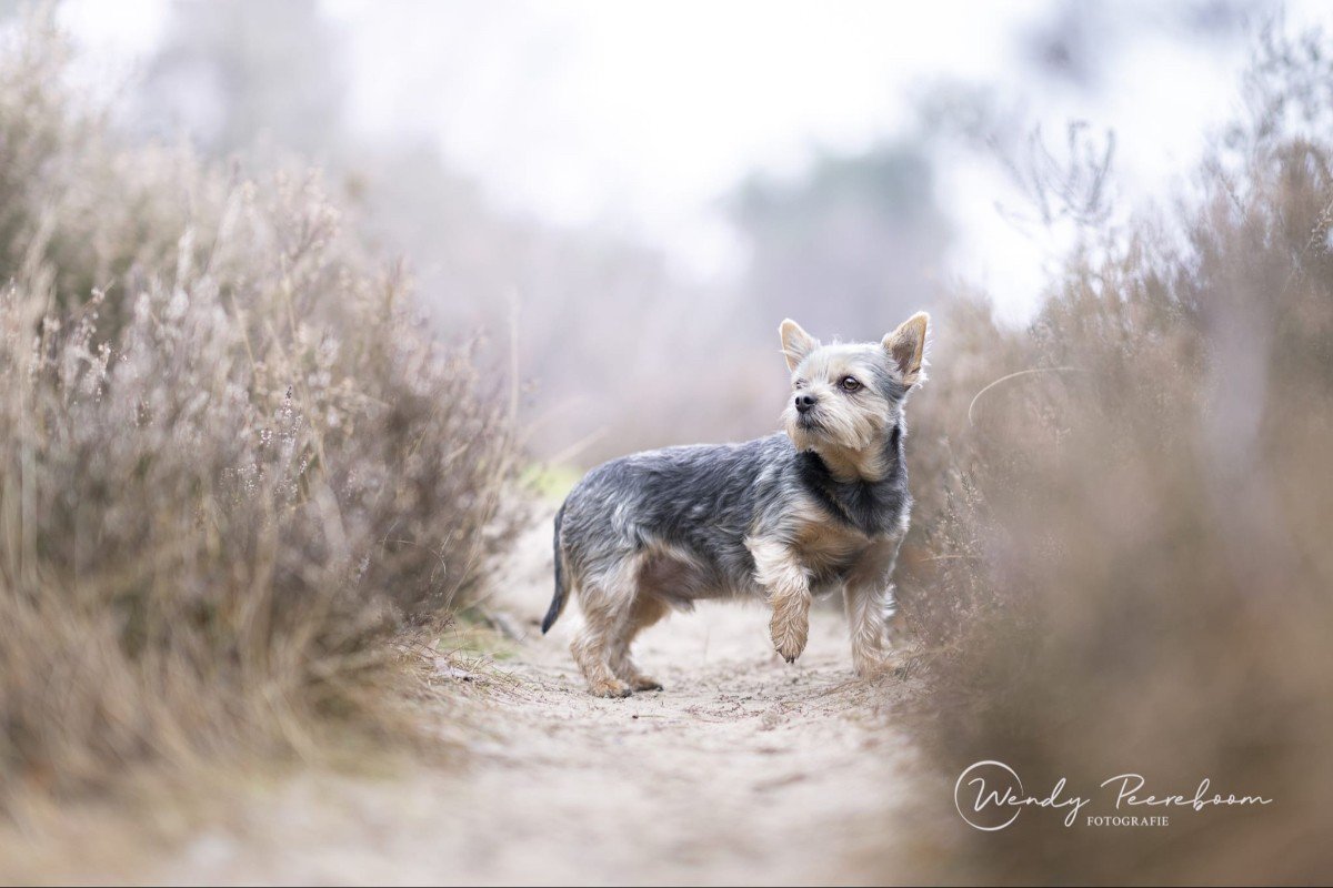 Paco
