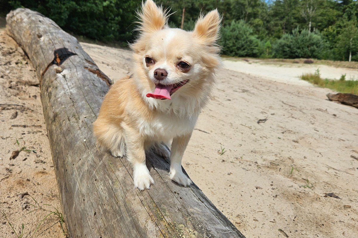Chiquita