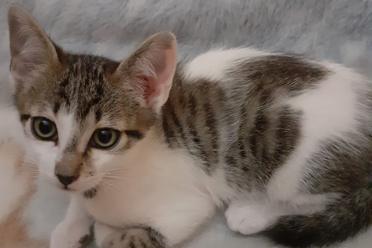 Dexter