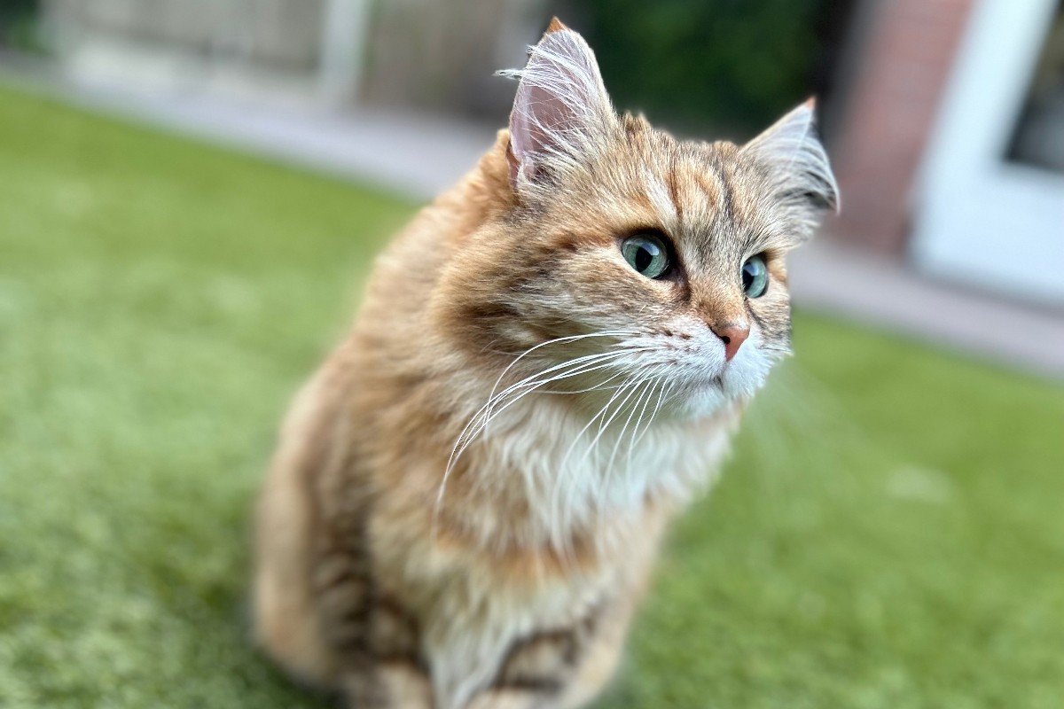 Bella
