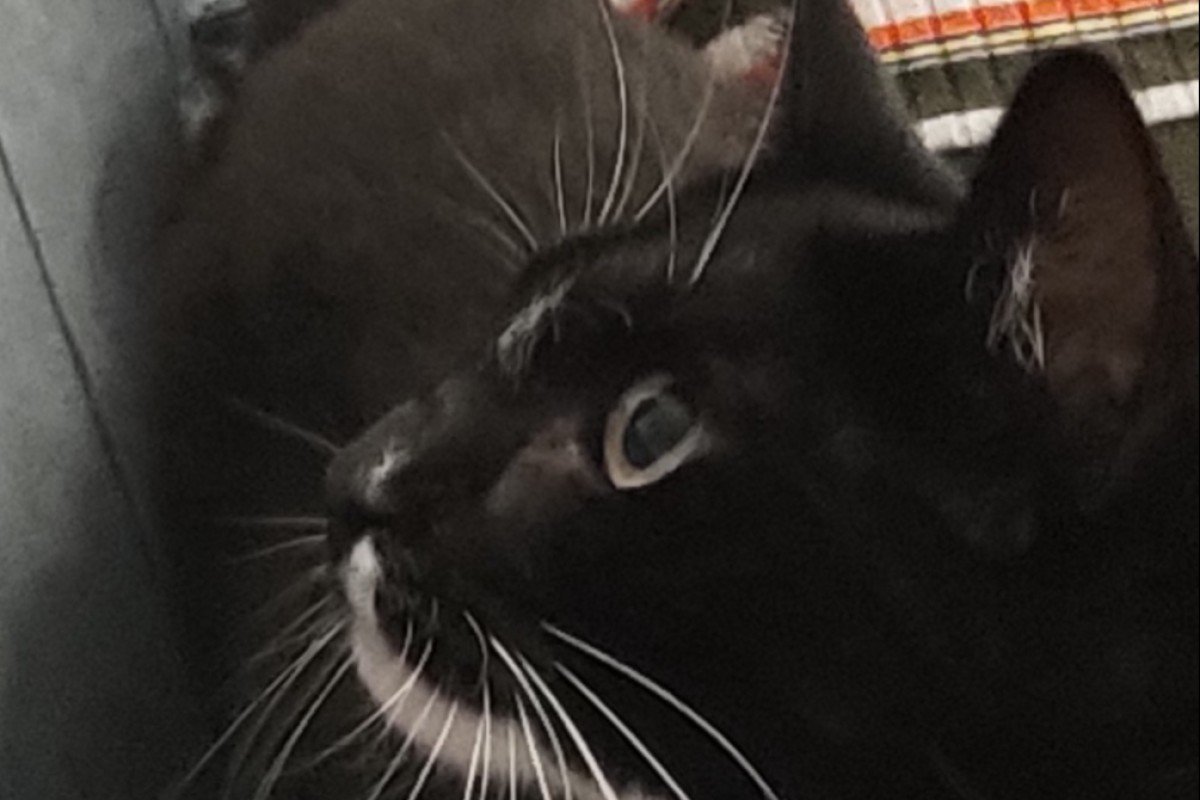 Bibi