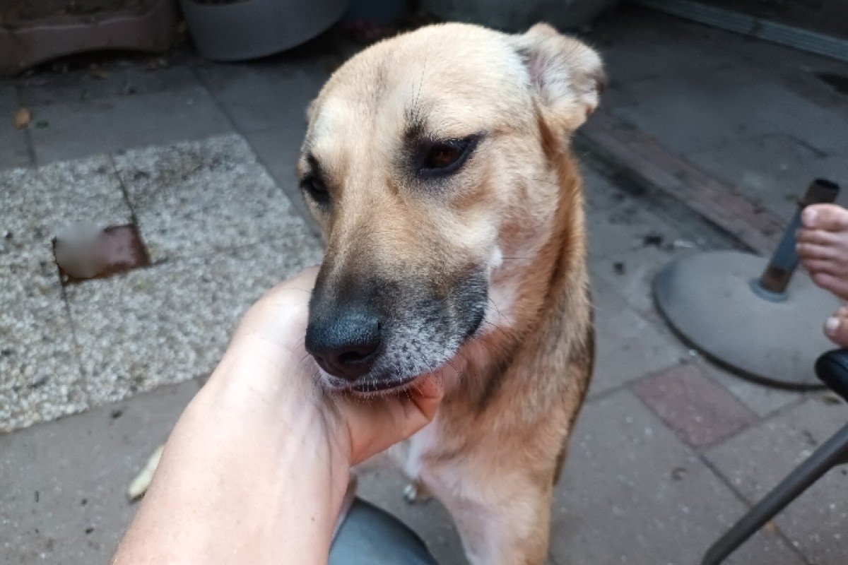 Dora