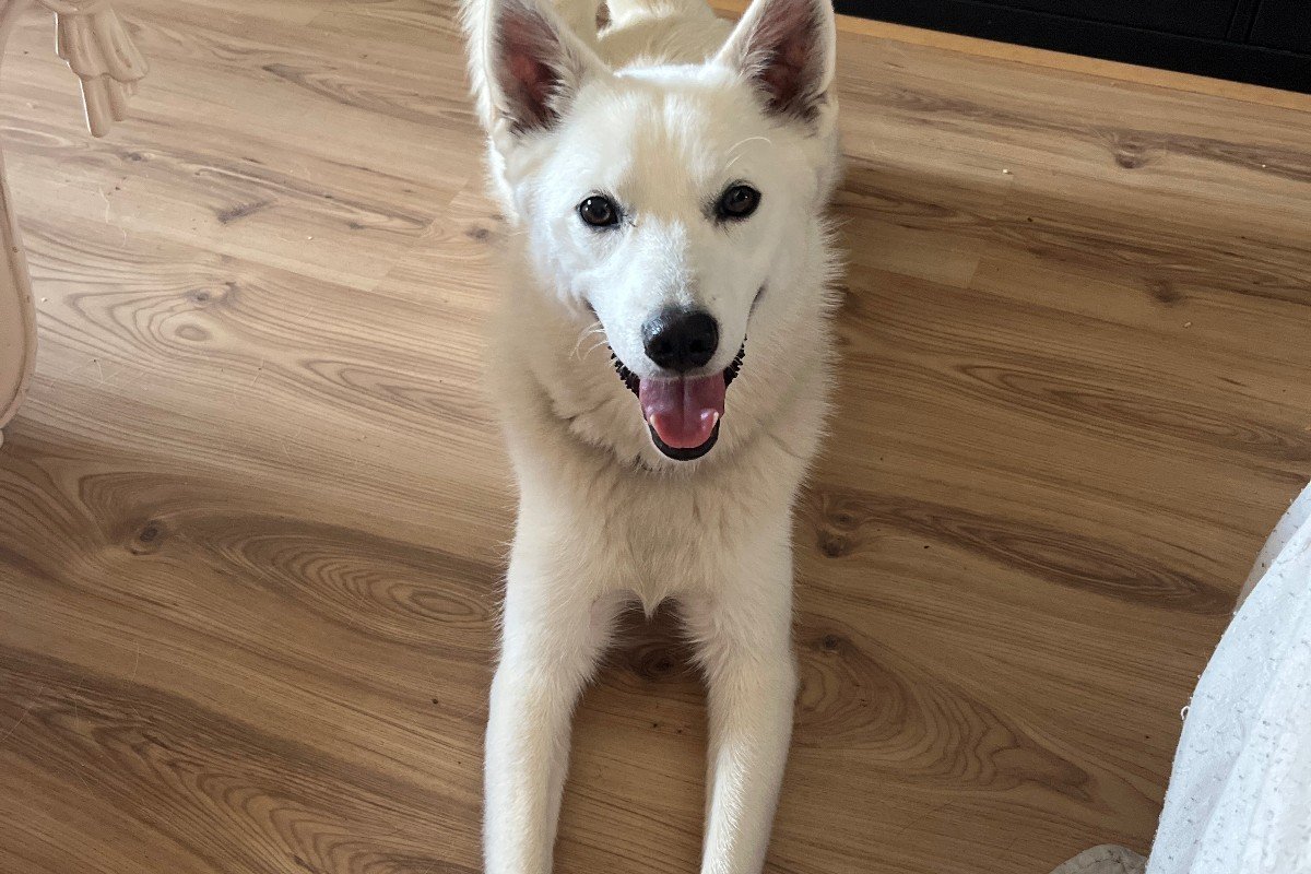 Zowie